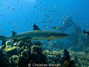 Whitetip Reef Shark and Diver on Castle Rock, Komodo.
Fa... by Christian Nielsen 